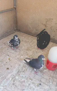 کبوتر