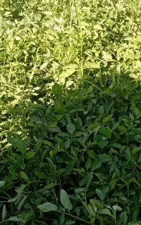 نهال گوجه فرنگی