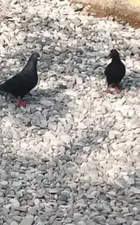کبوتر زاغ