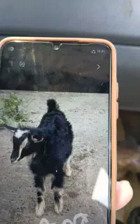 بزباادب وچاق وچله