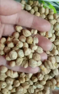 حبوبات