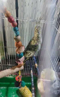 عروس هلندی