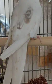 کوتوله گیرینچیک مرغ عشق عروس ماده البینو دوکت
