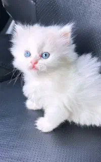 بچه گربهlong hairچشم آبی اقیانوسی (دختر و پسر)