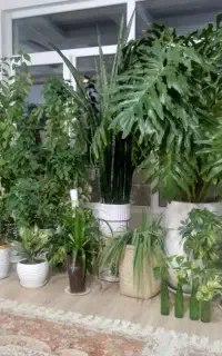 گل طبیعی