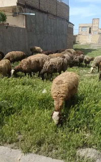 50راس شیشک جوان قیمت مناسب