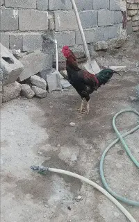 خروس لاری