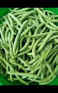 لوبیا