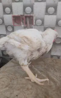 مرغ زنده