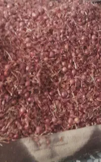 پیازچه بذری گرگان