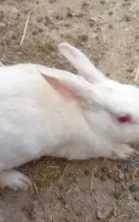 خرگوش نژاد دار