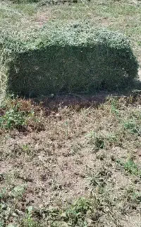 گل وگیاهان