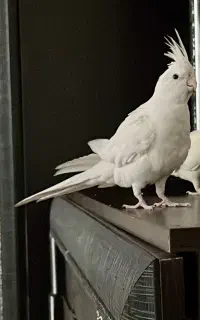 عروس هلندی گمشده