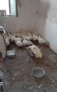 مرغ گوشتی زنده.فاضل اباد رحمت اباد ولایت۱۹
