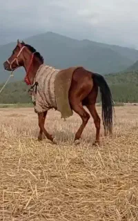 اسب یورقه