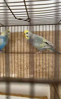 مرغ عشق رنگین کمانی