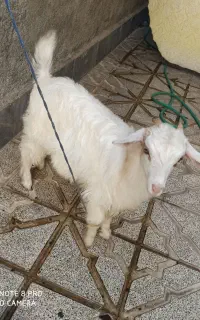 بزغاله