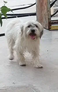 سگ معاوضه با پرنده قفسی