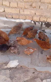 جوجه بومی اصل