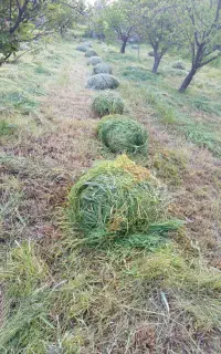 علف تازه