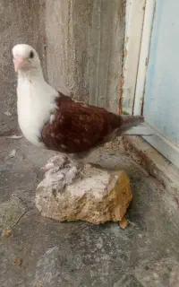 مجسمه کبوتر کربلایی دم سفید