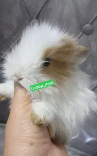 لاکرانا