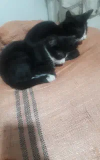 گربه