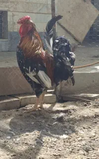 خروس گلین جوان