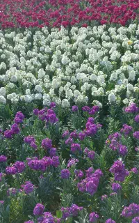 اجرای فضای سبز. سم پاشی . علف زنی