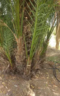 پاجوش ازار جهت فروش