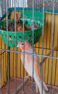 قناری معاوضه با گندم