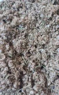 بذر هویج (زردک)