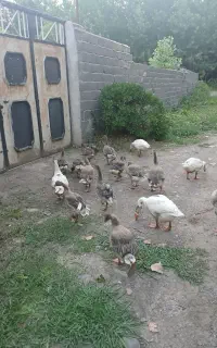 غاز چند ماهه