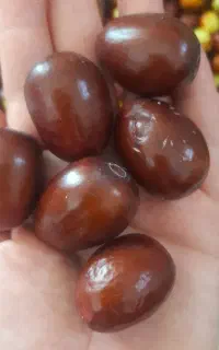 عناب خیلی درشت