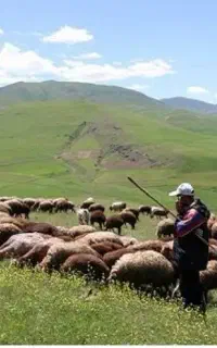 استخدام چوپان