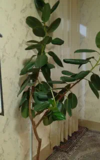 گل فیلتوس بهمراه ۶۰گل دیگر بصورت یکجا
