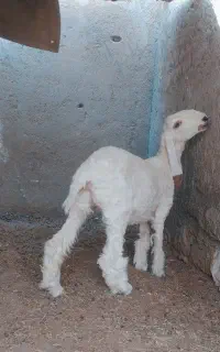 گلیم مری اصل
