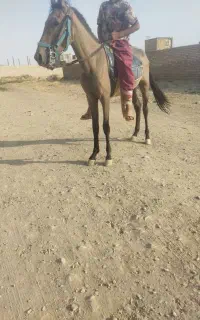 اسب یورقه