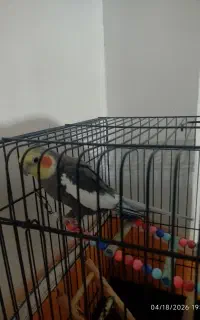 عروس هلندی ۱۲۰۰ت