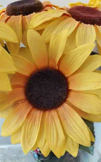 گل های آفتابگردون خارجی