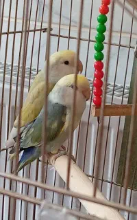 طوطی کوتوله