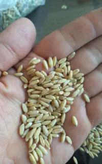 خرید و فروش انواع گندم و جو