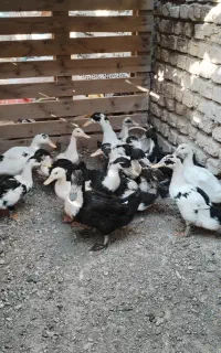 اردک
