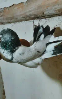 کفتر