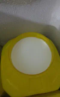 پخش عمده شیر محلی گاو پر چرب