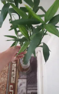 گل طبیعی بامبو