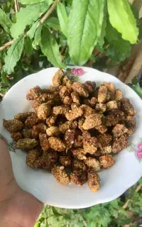توت خشک شیرین و شربتی