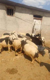 بره نر