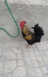 خروس سنگین مرغ تخم می گذارجوجهاولاتیی