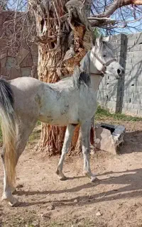 اسب عرب